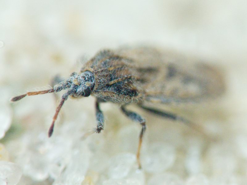 Tingis (Neolasiotropis) pauperata (Puton, 1879)